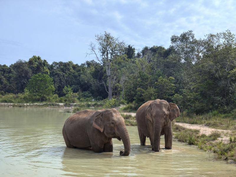 Private Kulen Elephant Experience & Kampong Phluk Village Tour